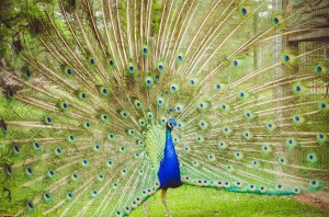 peacock